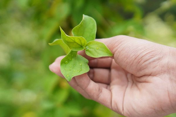 Quelle plante médicinale choisir pour améliorer sa santé?