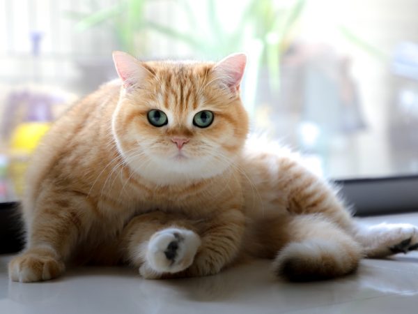orange tabby cat lying near window